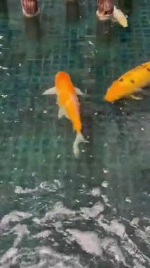 Gölde yüzen balıklar