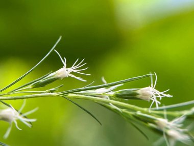 Kapat, kır çiçekler, çimen çiçekleri.