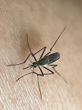 Sivrisinek kan emiyor.