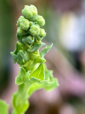 Yabani çiçekler, çimen çiçekleri