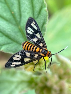 Bahçede yaprak üzerinde kelebek