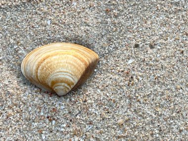 deniz kabuğu kumların üzerinde