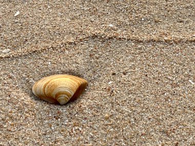 deniz kabuğu kumların üzerinde