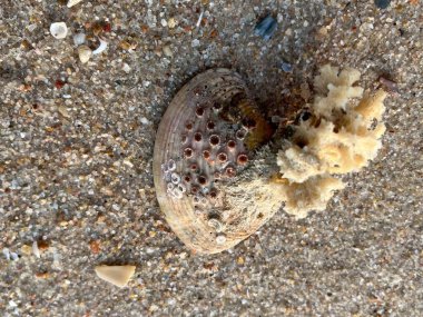 Kumsalda deniz kabukları 