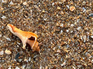 Kumsalda deniz kabukları 