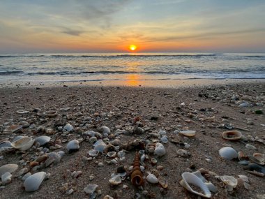 Kumsalda deniz kabukları 