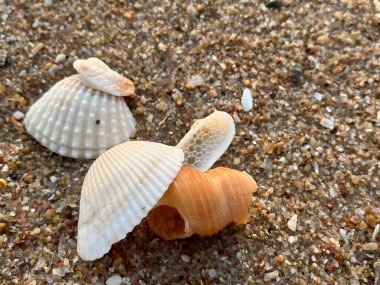 Kumsalda deniz kabukları 