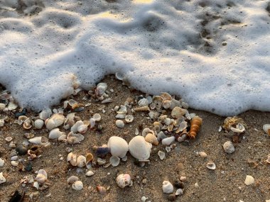 Kumsalda deniz kabukları 