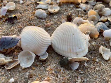 Kumsalda deniz kabukları 