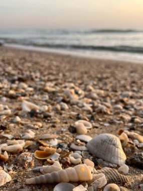 Kumsalda deniz kabukları 