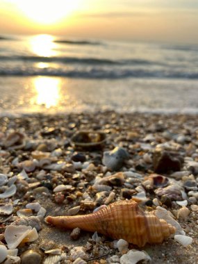 Kumsalda deniz kabukları