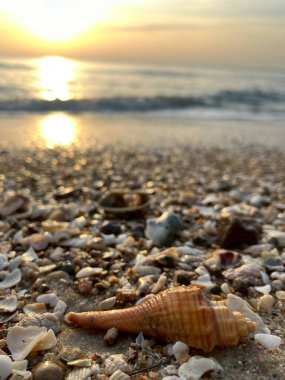 Kumsalda deniz kabukları