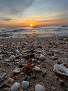 Kumsalda deniz kabukları