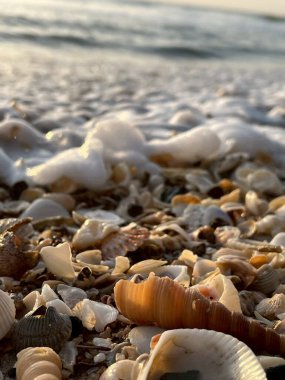 Kumsalda deniz kabukları