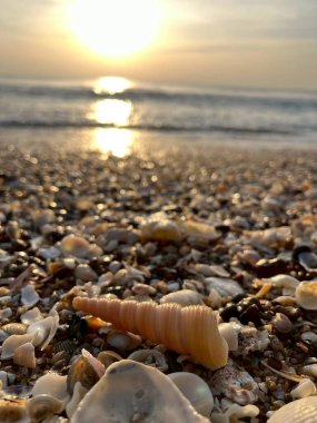 Kumsalda deniz kabukları