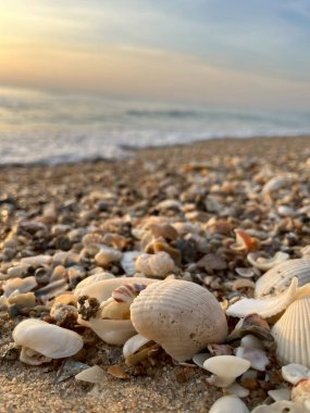 Kumsalda deniz kabukları