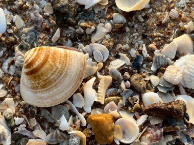 Kumsalda deniz kabukları