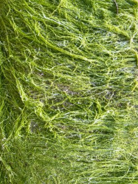 Çimenlerin üzerinde bir kelebeğin yakın plan görüntüsü