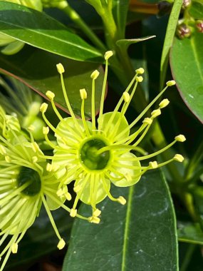 Çimenlerin üzerinde bir kelebeğin yakın plan görüntüsü