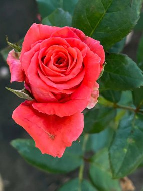 Çimenlerin üzerinde bir kelebeğin yakın plan görüntüsü