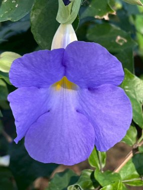 Çimenlerin üzerinde bir kelebeğin yakın plan görüntüsü