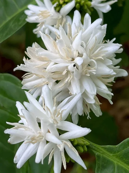 Bahçedeki beyaz çiçek