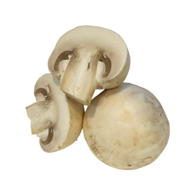 Beyaz Arkaplanda İzole edilmiş Mantar