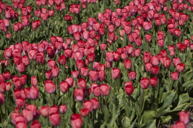 Hollanda 'daki büyük tarlalarda canlı kırmızı laleler çiçek açıyor. İkonik bahar manzarası Hollanda tarım, doğa ve mevsimsel güzelliği sembolize ediyor.