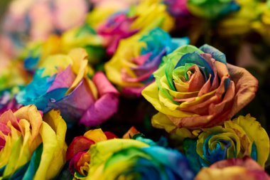 Çiçek açmış çok renkli güzel güller çeşitli canlı ve pastel gölgeler sergiliyor. Aşk, romantizm, kutlama ve çiçek güzelliği kavramı..