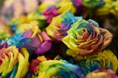 Çiçek açmış çok renkli güzel güller çeşitli canlı ve pastel gölgeler sergiliyor. Aşk, romantizm, kutlama ve çiçek güzelliği kavramı..