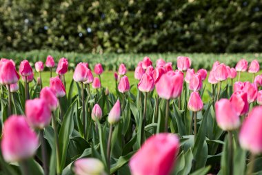 Yerde bir sürü çiçek var.
