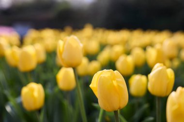 Yerde bir sürü çiçek var.