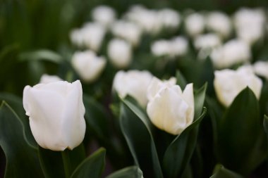 Yerde bir sürü çiçek var.