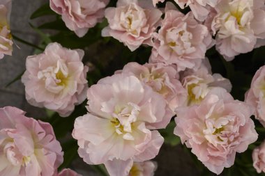 Yerde bir sürü çiçek var.