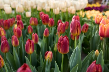 Yerde bir sürü çiçek var.