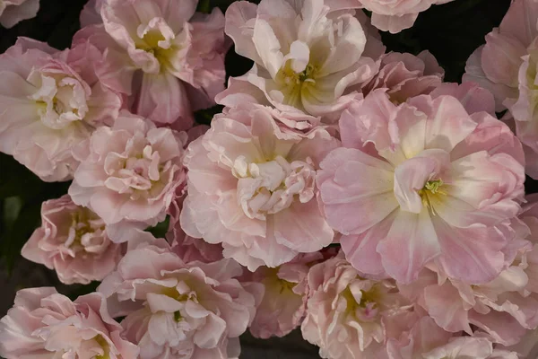 Yerde bir sürü çiçek var.