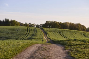 Almanya 'nın kırsal bölgelerinde tarım makinelerinin izleri ile işaretlenmiş yeşil ekinler ekiliyor. Çiftçilik, tarım ve Avrupa kırsal arazisi kavramı.