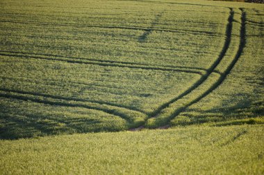 Almanya 'nın kırsal bölgelerinde tarım makinelerinin izleri ile işaretlenmiş yeşil ekinler ekiliyor. Çiftçilik, tarım ve Avrupa kırsal arazisi kavramı.