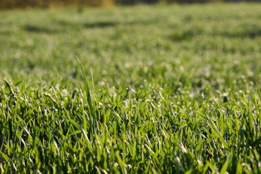 Almanya 'nın kırsal bölgelerinde tarım makinelerinin izleri ile işaretlenmiş yeşil ekinler ekiliyor. Çiftçilik, tarım ve Avrupa kırsal arazisi kavramı.