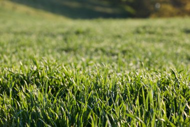 Almanya 'nın kırsal bölgelerinde tarım makinelerinin izleri ile işaretlenmiş yeşil ekinler ekiliyor. Çiftçilik, tarım ve Avrupa kırsal arazisi kavramı.