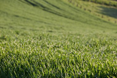 Rural fields in Germany planted with green crops, marked by tracks from agricultural machinery. Concept of farming, agriculture, and European rural landscape.