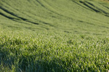 Almanya 'nın kırsal bölgelerinde tarım makinelerinin izleri ile işaretlenmiş yeşil ekinler ekiliyor. Çiftçilik, tarım ve Avrupa kırsal arazisi kavramı.