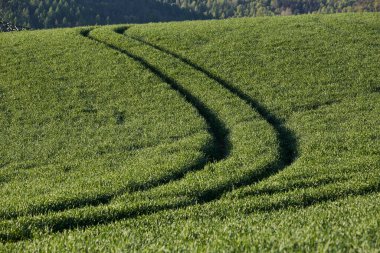 Almanya 'nın kırsal bölgelerinde tarım makinelerinin izleri ile işaretlenmiş yeşil ekinler ekiliyor. Çiftçilik, tarım ve Avrupa kırsal arazisi kavramı.