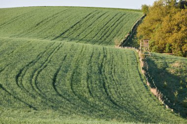 Almanya 'nın kırsal bölgelerinde tarım makinelerinin izleri ile işaretlenmiş yeşil ekinler ekiliyor. Çiftçilik, tarım ve Avrupa kırsal arazisi kavramı.