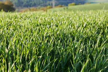 Almanya 'nın kırsal bölgelerinde tarım makinelerinin izleri ile işaretlenmiş yeşil ekinler ekiliyor. Çiftçilik, tarım ve Avrupa kırsal arazisi kavramı.