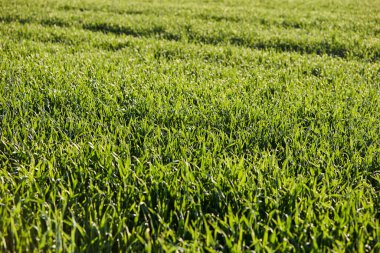 Almanya 'nın kırsal bölgelerinde tarım makinelerinin izleri ile işaretlenmiş yeşil ekinler ekiliyor. Çiftçilik, tarım ve Avrupa kırsal arazisi kavramı.