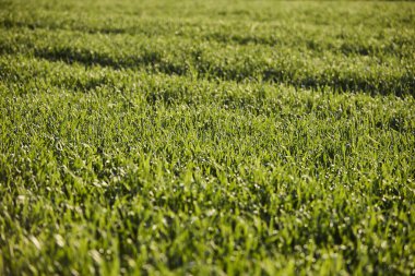 Almanya 'nın kırsal bölgelerinde tarım makinelerinin izleri ile işaretlenmiş yeşil ekinler ekiliyor. Çiftçilik, tarım ve Avrupa kırsal arazisi kavramı.