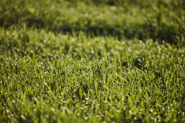 Almanya 'nın kırsal bölgelerinde tarım makinelerinin izleri ile işaretlenmiş yeşil ekinler ekiliyor. Çiftçilik, tarım ve Avrupa kırsal arazisi kavramı.