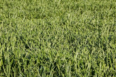 Almanya 'nın kırsal bölgelerinde tarım makinelerinin izleri ile işaretlenmiş yeşil ekinler ekiliyor. Çiftçilik, tarım ve Avrupa kırsal arazisi kavramı.