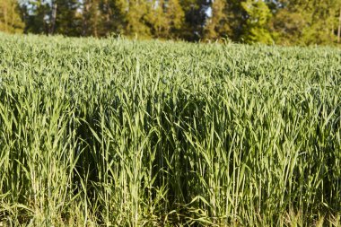 Almanya 'nın kırsal bölgelerinde tarım makinelerinin izleri ile işaretlenmiş yeşil ekinler ekiliyor. Çiftçilik, tarım ve Avrupa kırsal arazisi kavramı.